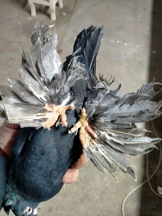 Пара жуков молодых