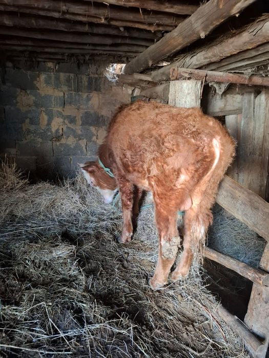 Продам 2 головки бычков