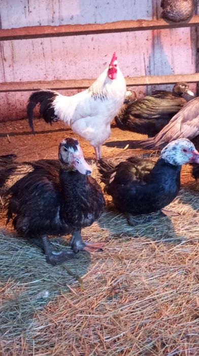 Продам индоуток разного возраста.