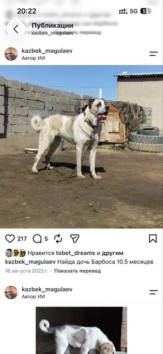 Осы ұрғашы ит сатылады