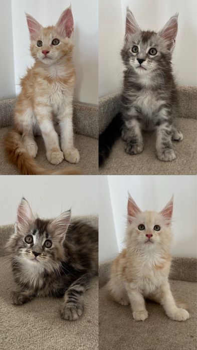 Котики.. Продаются.. С питомника..