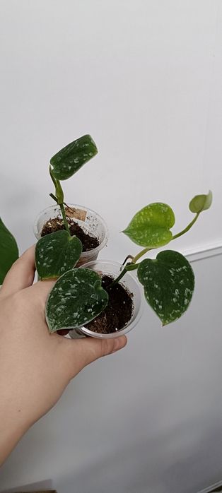 Комнатные цветы по 1000 тенге