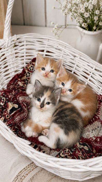 Котята бесплатно