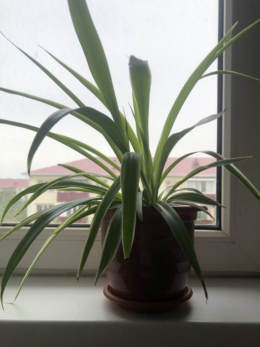 Хлорофитум домашний