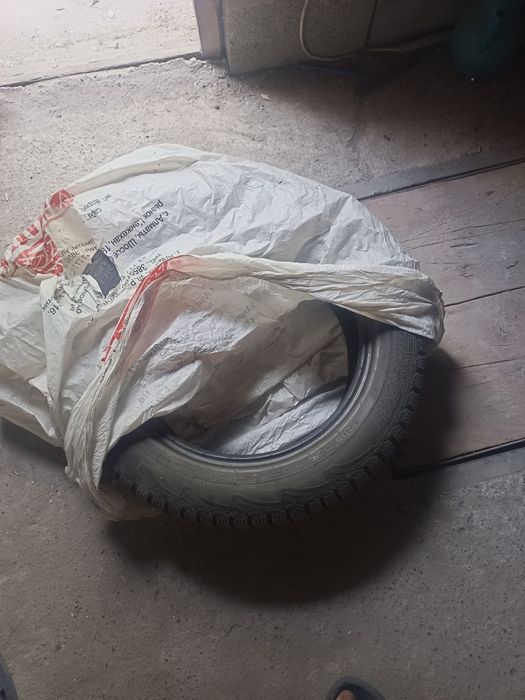 Донгелек зимны шыповынный