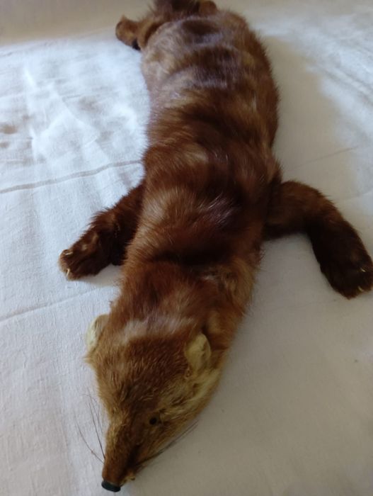 Blană de nurcă naturala