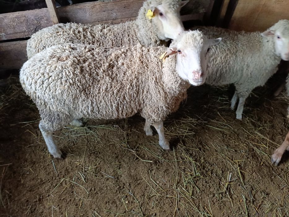 Продаю овец и барана