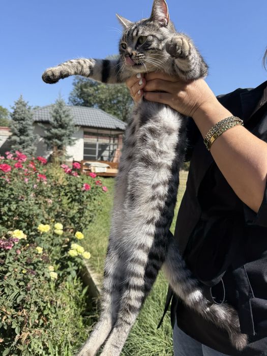 Две кошки продаютсья