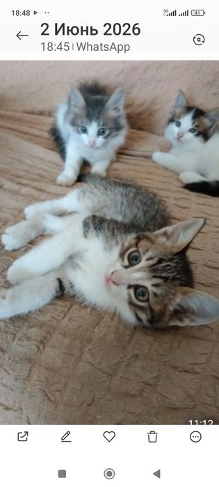 котята в добрые руки