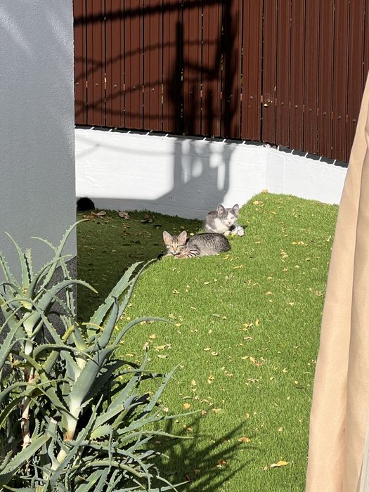 Pisici spre adoptie