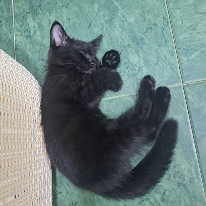 Отдам даром котят
