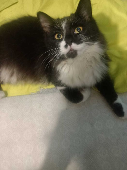 В заботливые руки котик