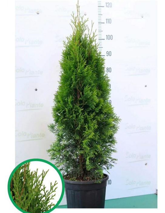 Tuia Smaragd la Ghiveci