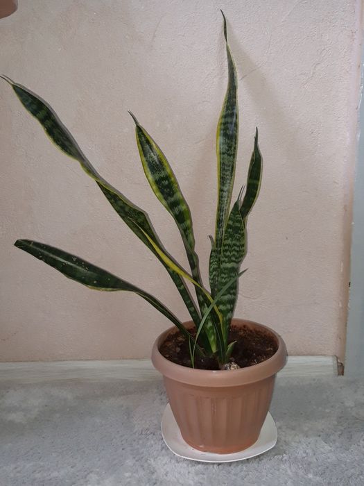 Продам цветок Сансевиерия