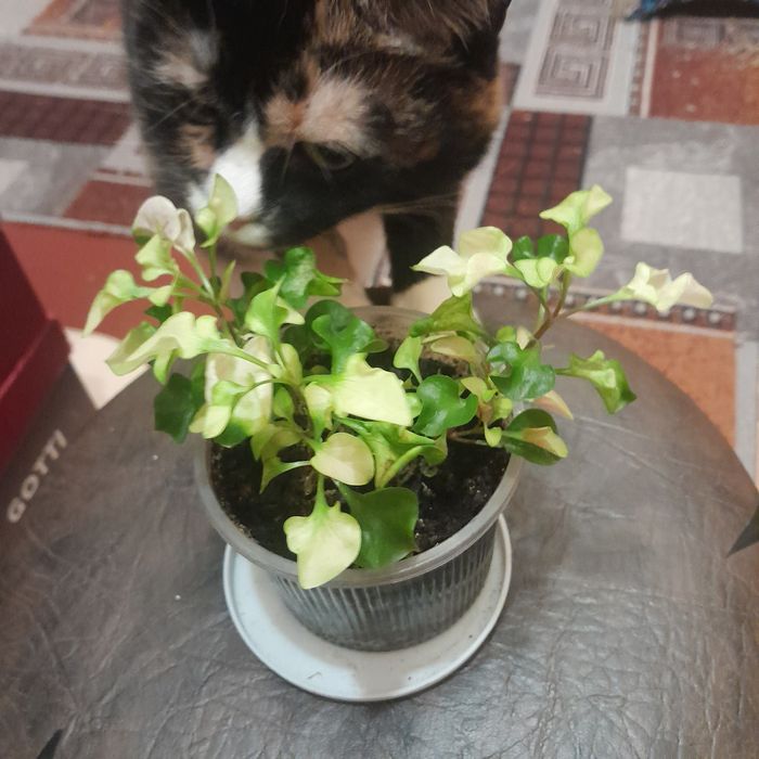 Комнатные цветы (альтернантера, драцена,панданус)