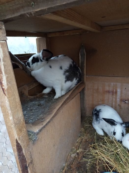 Млада коза за първо яре и две зайкини