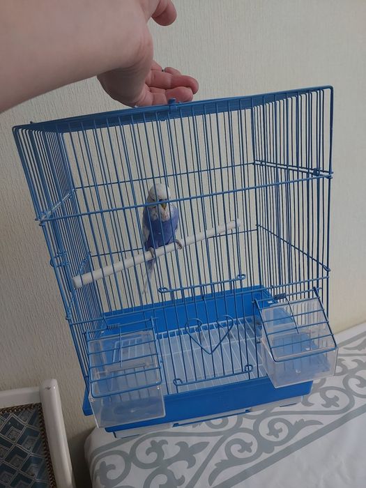 Чех самец спенгл готовый