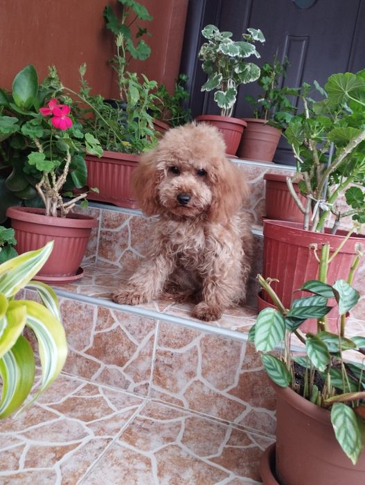 Мини Пудел Той Пудел.