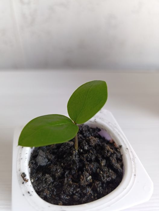 Долларовое дерево