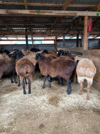 Продам баранов. Кой сатамыз