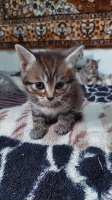 Британские котята.г. Шымкент.