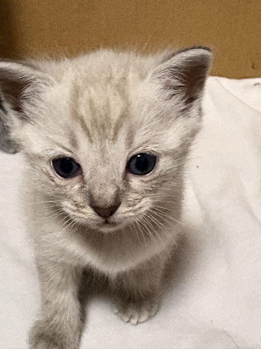 Отдам котят в добрые руки