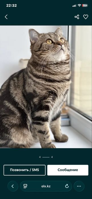Отдам кота в добрые руки!