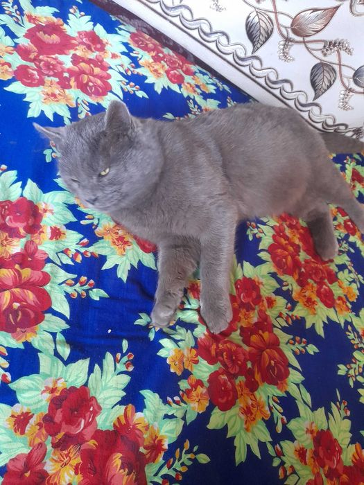 Zotdor uy mushugi srochna sotiladi