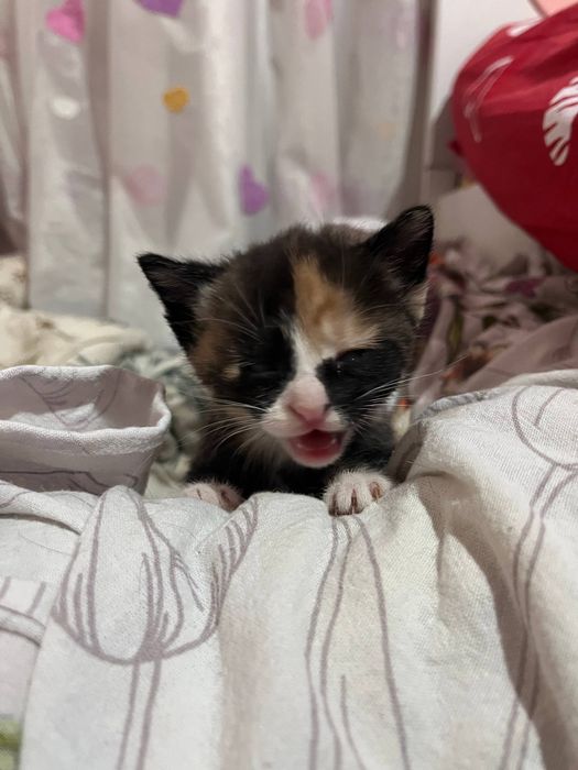 Раздаем котят даром в хорошие руки