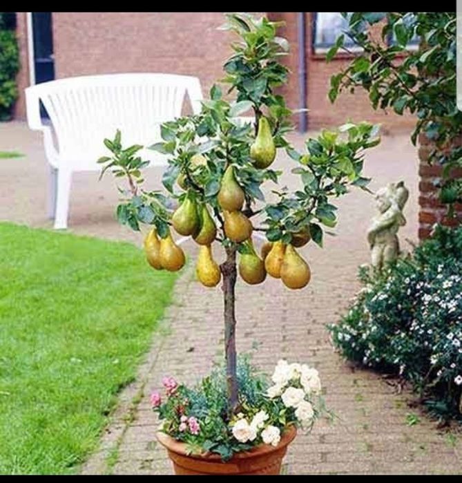 Pomi pitici gama SUPERB