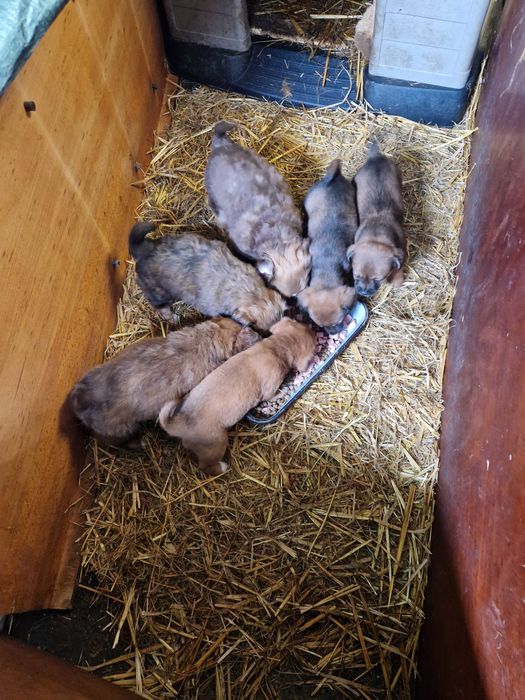 Cățeluși de 2 luni pentru adoptie!!!