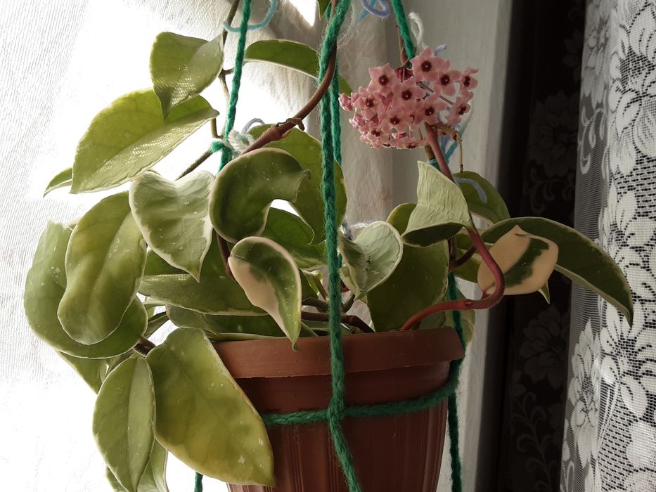 Хойя карноза ( 500-700тг)