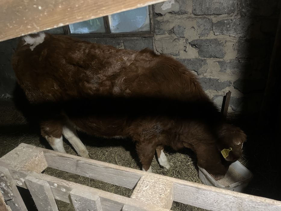 Продам корову с 2 телятами.