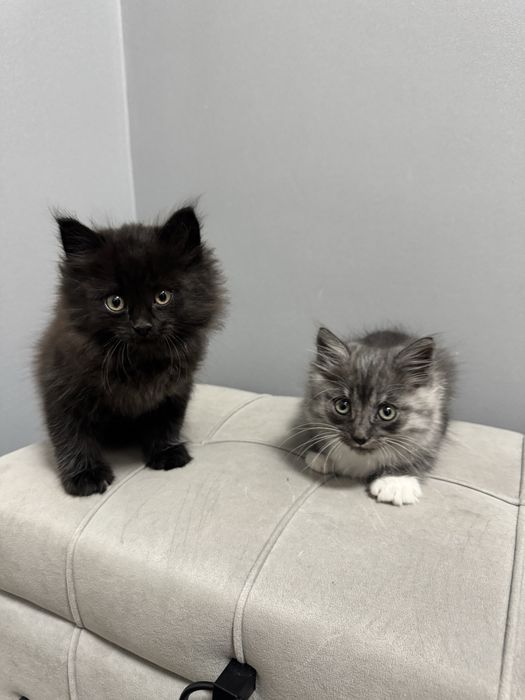 Котята краствые бесплатно