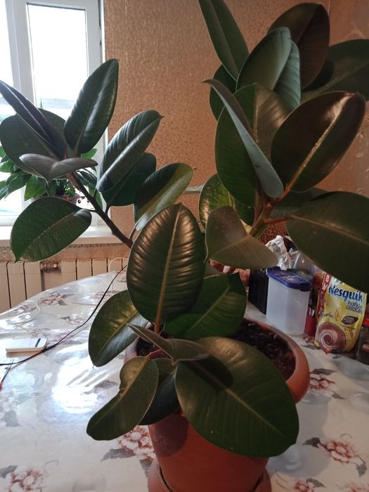 Фикус комнатные цветы