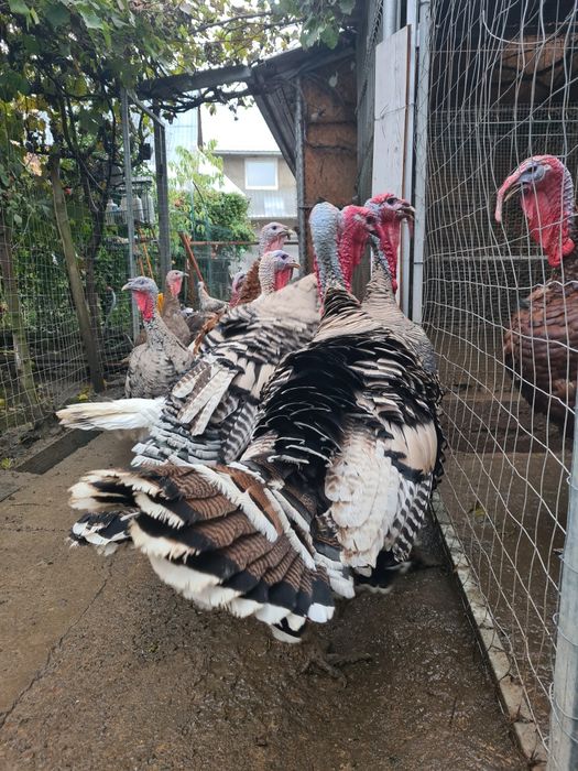 Curcani Narragansett