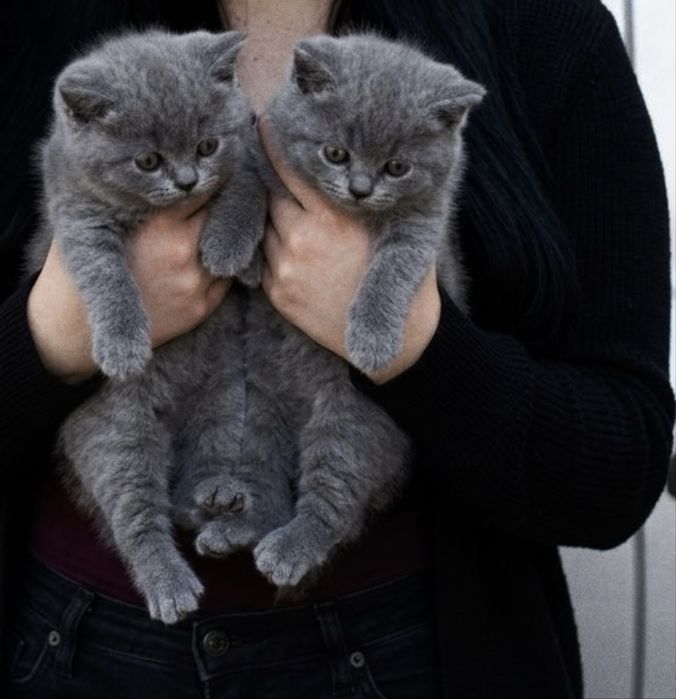 Британские котята