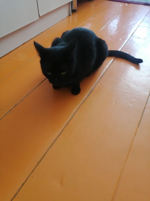 Кошка девочка.  Черная