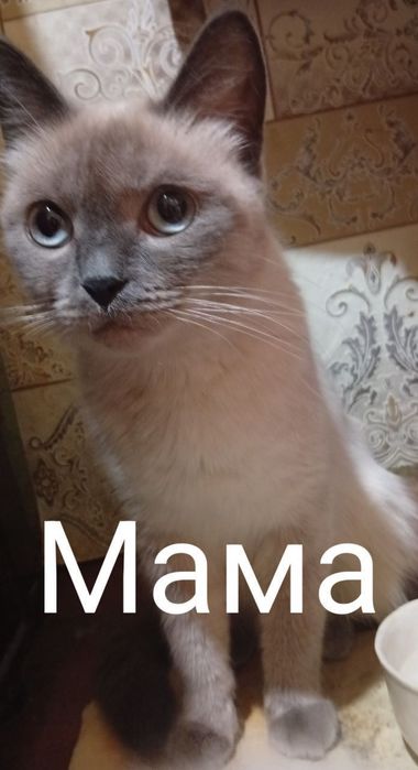 Продаётся котёнок