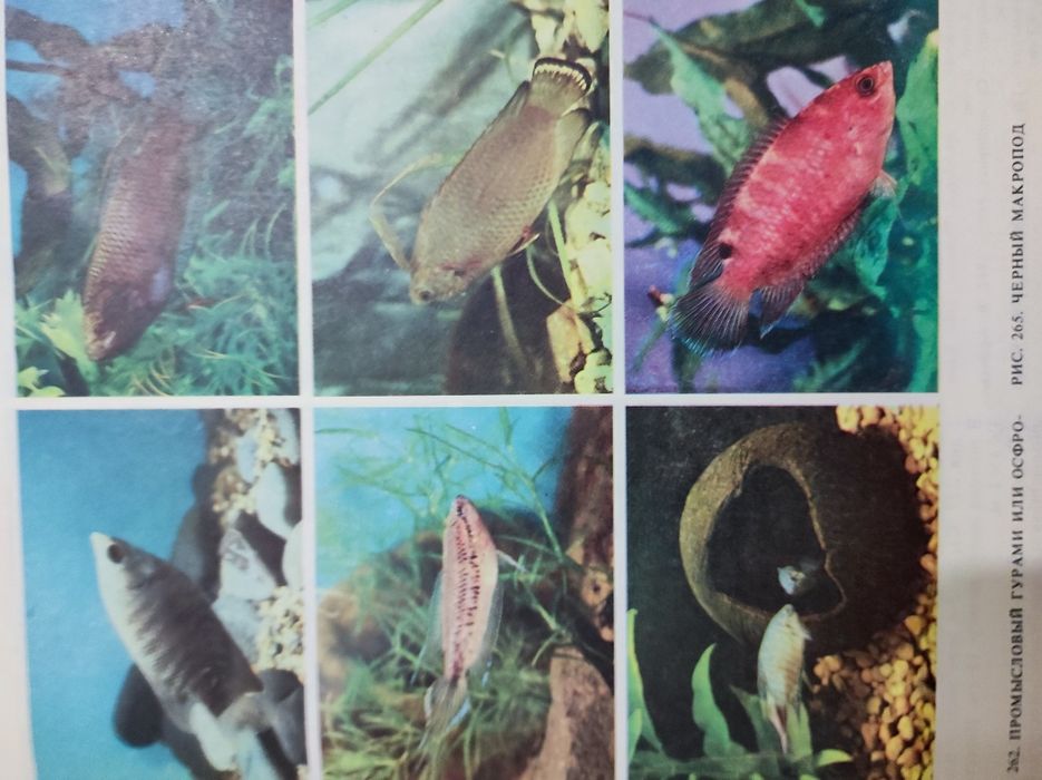 Книга об аквариумных рыбах