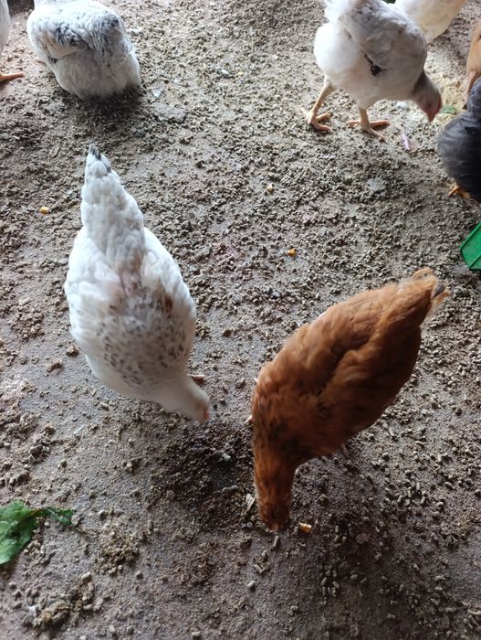 Puicuțe cu vârsta de 3 luni jumătate