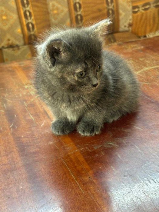 Котята.                   .