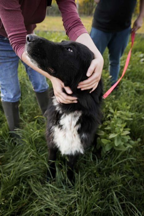 Catelusa blanda de talie mare,5 ani,pentru adoptie