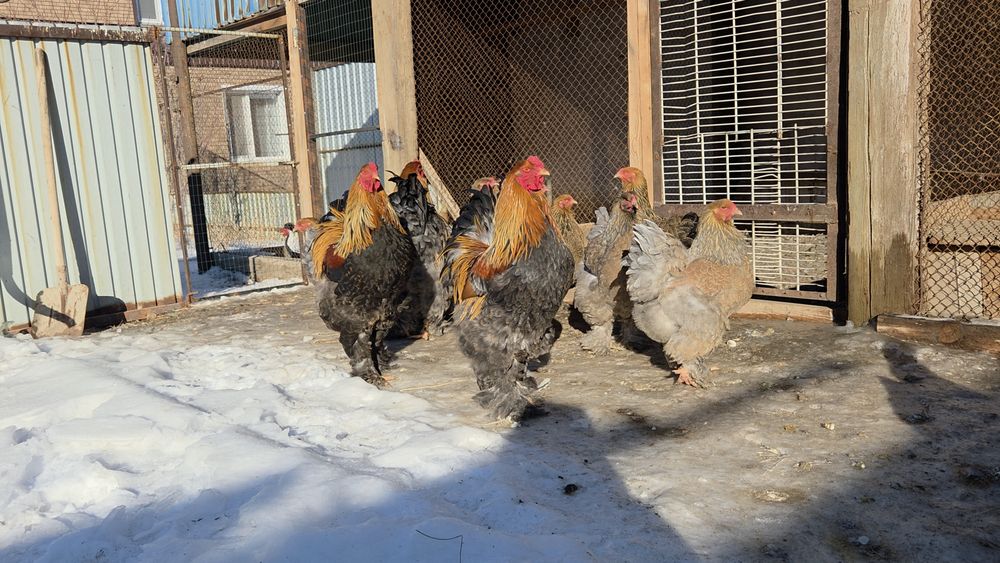 Инкубационные яйца