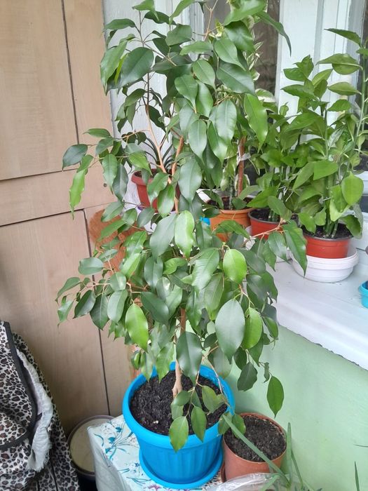 Продам цветы домашние