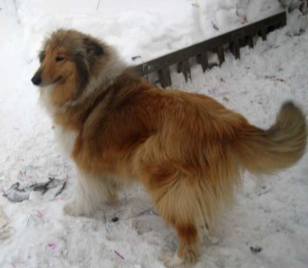 Продам пару колли мальчик и девочка