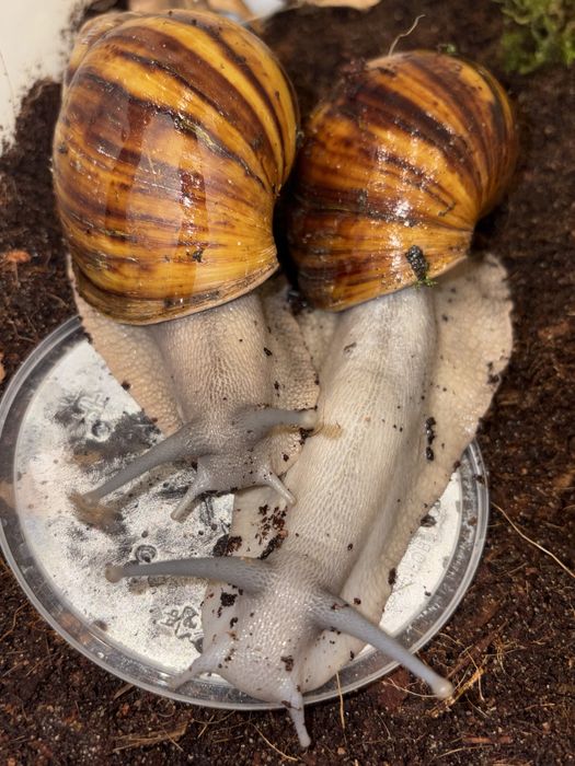 Архахатины овум грей ( сильвер )