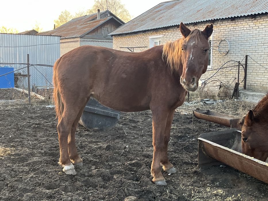 Продам двух кобыл
