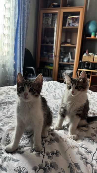 Отдам котят даром