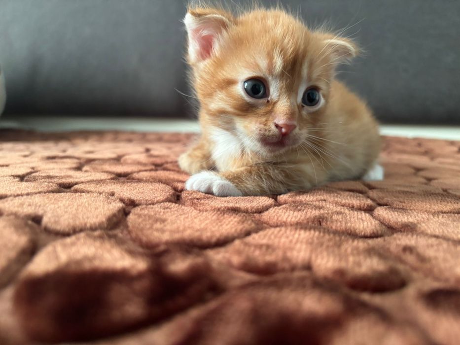 Котята Вислоухие